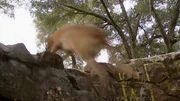 A German Shepherd jumps over a wall.