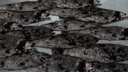 The fishes decomposed.