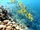 Marine life