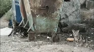 Cats around a rubbish bin.