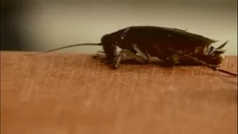 Cockroaches