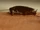 Cockroaches