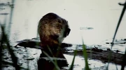 A nutria, cause of the collapse of the levees.