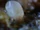 House dust mites