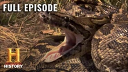 The thumbnail of the episode (a snake) on History's official Youtube channel.