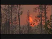 "wildfires would ignite, entire forests would burst into flames"