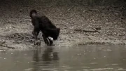 Bo survive by thriving in the Chesapeake Bay.