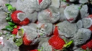 Strawberries decays.