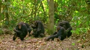A chimpanzee tribe in 200 years.