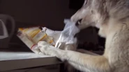 Wolfeating.png (1.2 MB) A wolf ripping open and eating food in the kitchen.