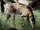Greyhounds