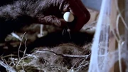 A chimpanzee grabbing eggs, leaving one set of eggs.