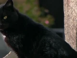 Black cats
