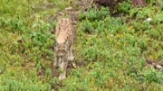 In certain parts of the world, domestic cats could adapt and evolve to grow as large as .