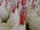 Domestic turkeys