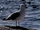 Seagulls