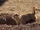 Prairie dogs