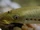 Sea lampreys