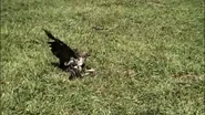 Rats would eventually become easy pickings for predators.