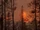 Wildfires