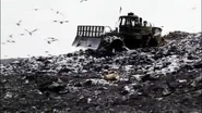 SeagullsLandfill.png (1.75 MB) Seagulls in a landfill during the time of humans.