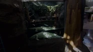 After 1 year, the white alligator dies