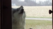A wolf at the door.