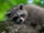 Raccoons