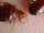 Bed bugs