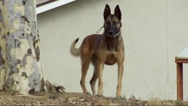 GermanShepherds