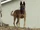 German Shepherds