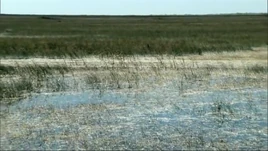 TheEverglades