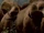 Bisons