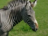 Zebras