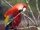 Parrots