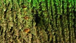 Asian Long-horned beetle