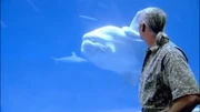  explains the biology of the sunfish, which could produce millions of offspring in a year.