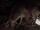 Stray dogs