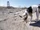 Rat Terriers