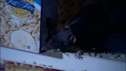 A rat chews through a box to get at the dry food inside.