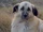 Anatolian Shepherd Dogs