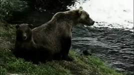 GrizzlyBears