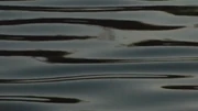 The remains turned into oil.