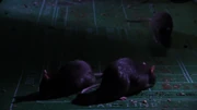 Rats infiltrate the casinos.