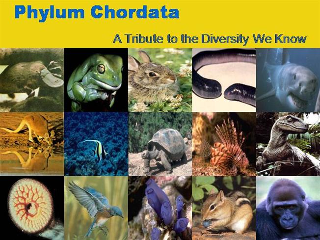 phylum chordata examples of organisms