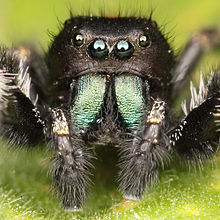 An unexpected guest in the house. Spider are air-breathing arthropod that  have eight legs and chelicerae with fangs that inject venom and they posses  six silk glands which produce web. Stock Photo