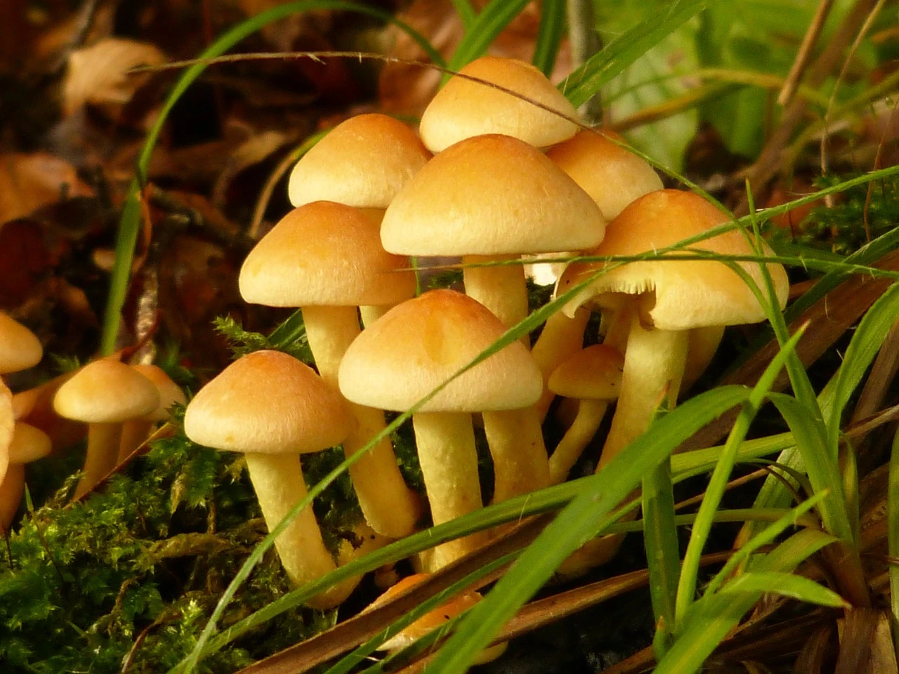 Fungi | Life Wikia | Fandom