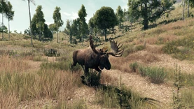 Moose