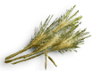Wild Rye