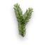 Spruce sprout.png